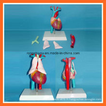 Coeur médical humain avec modèle d&#39;anatomie Thymus